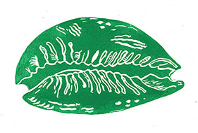 Green Cowrie